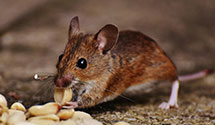 24 Hour & Emergency Exterminators in High Point, KY